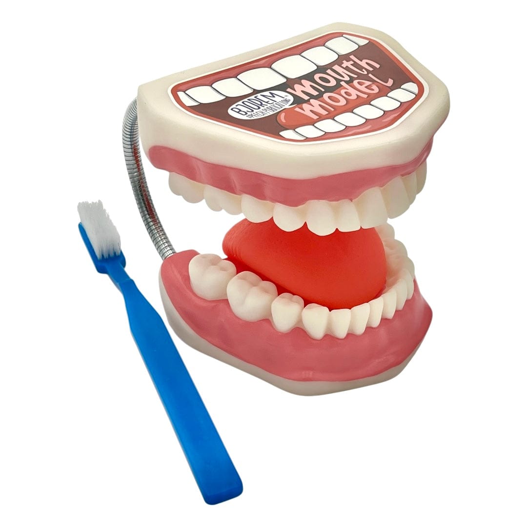Mouth model with toothbrush, photo from June 2025