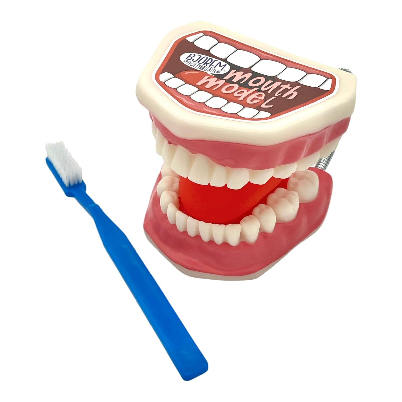 Mouth model with toothbrush, June 2, 2025